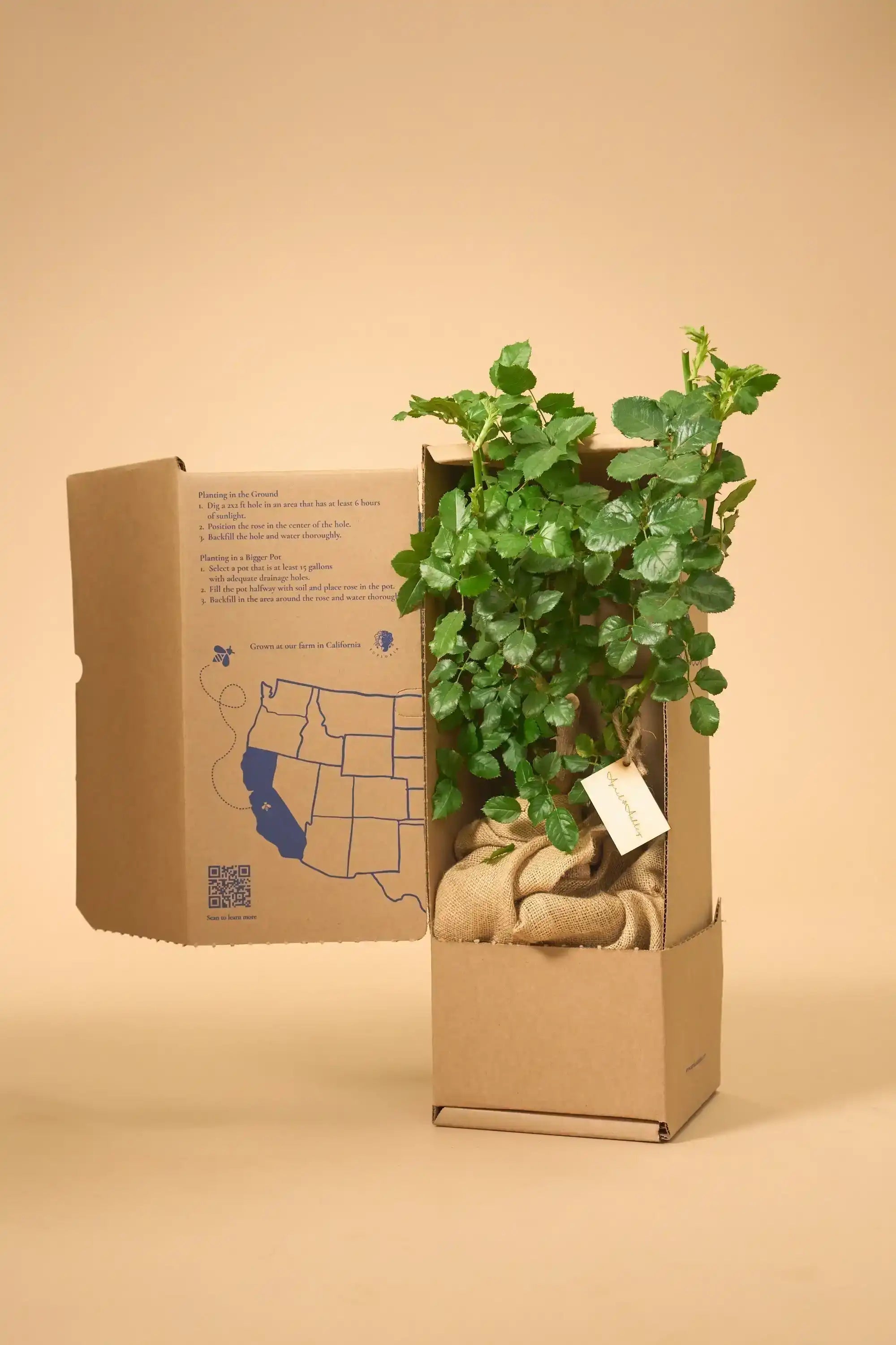 potted-roses