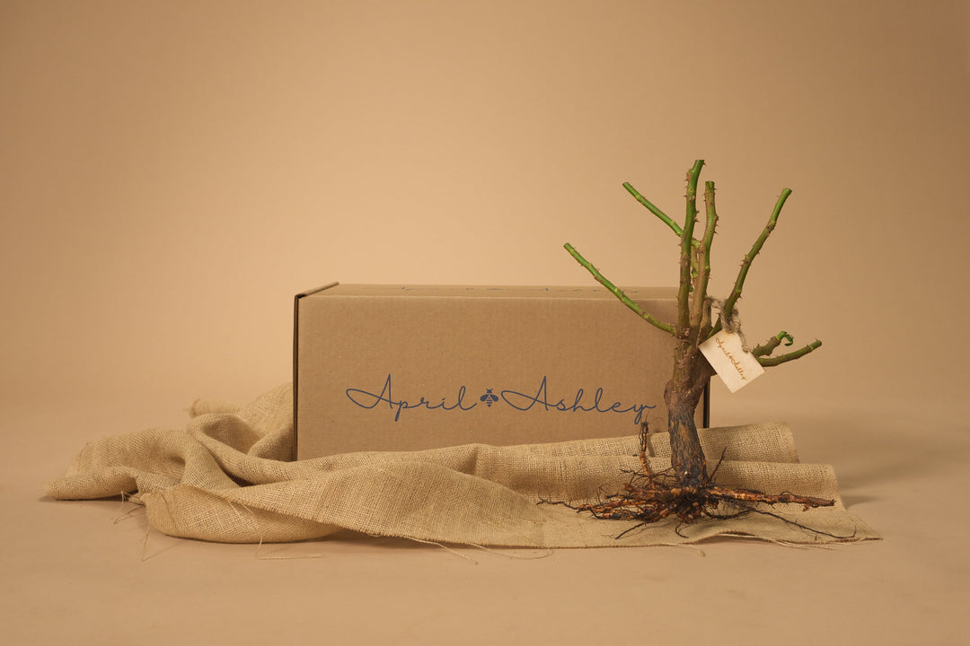 All About Bare-Root Rose Bushes