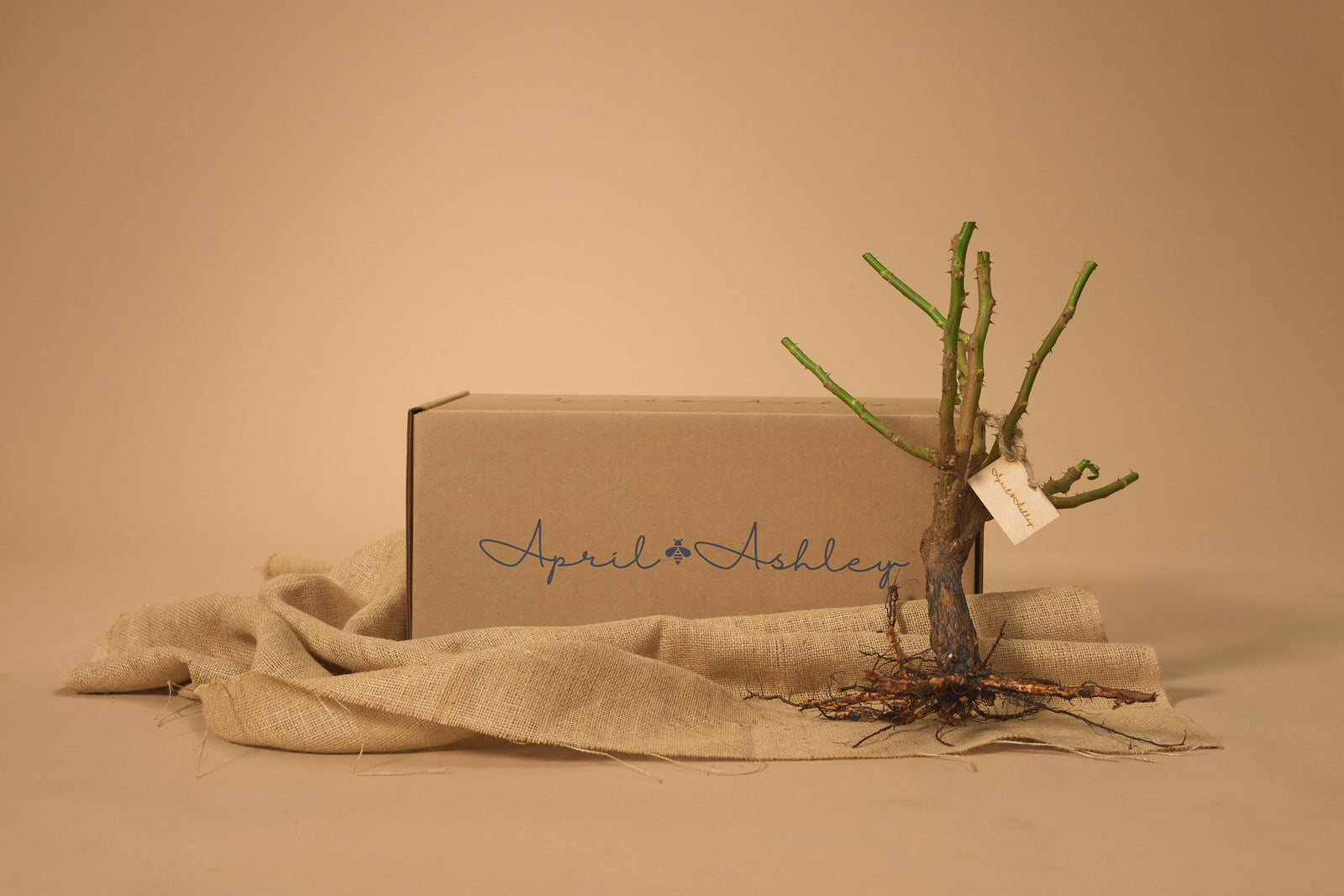 All About Bare-Root Rose Bushes