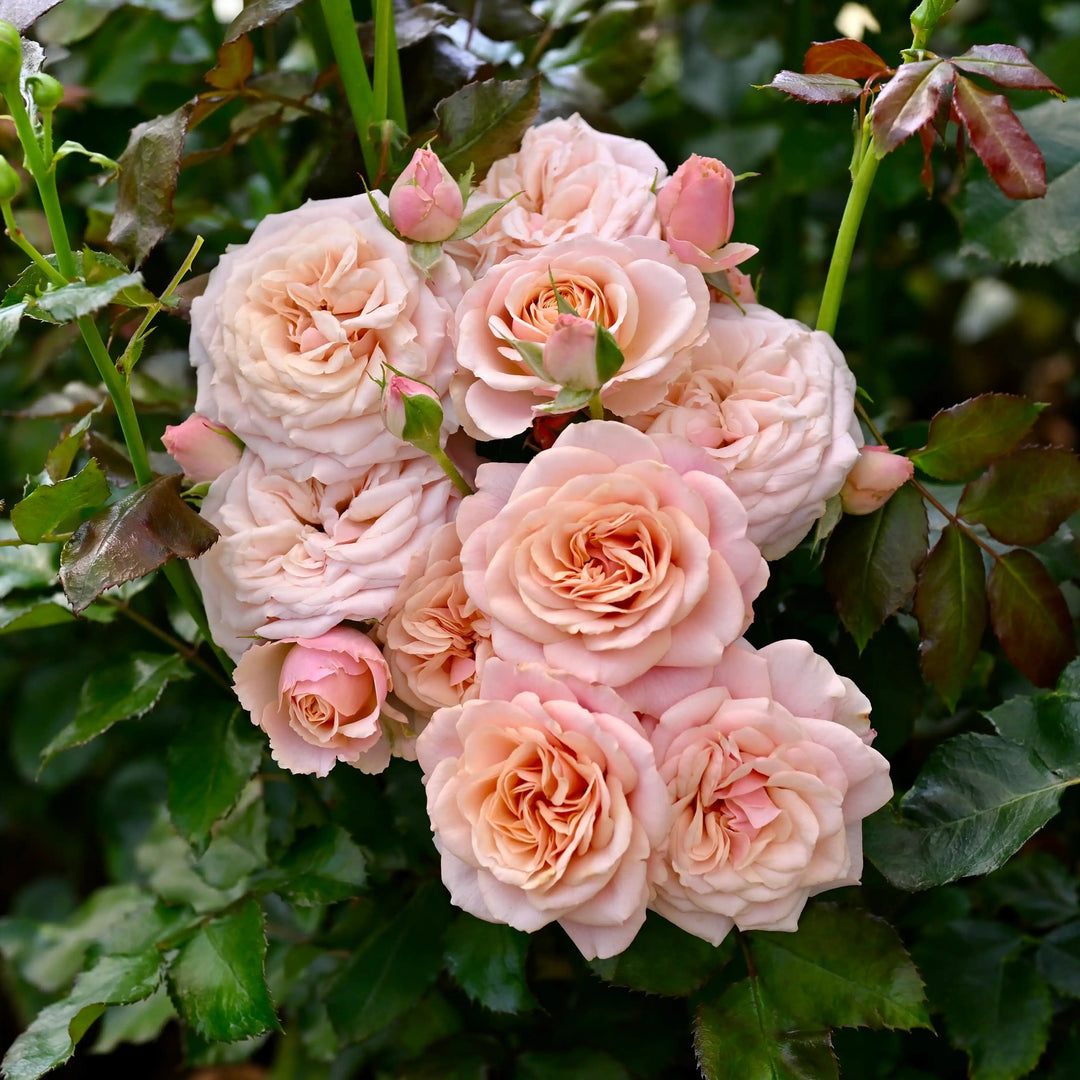 Rose Rosette Disease: How to Identify, Treat & Prevent It