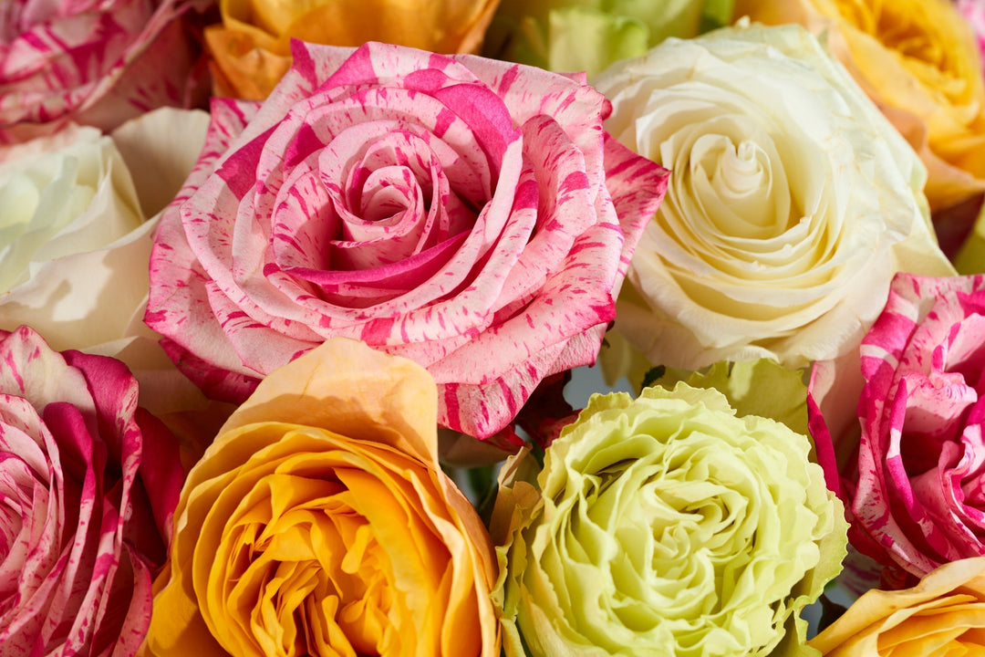 a close up on a rose bouquet with various color mixes of pink, yellow, and orange