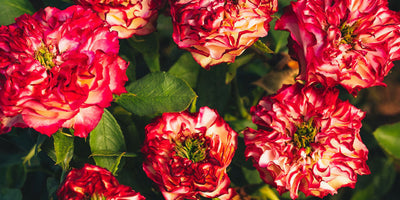 The Anatomy of a Rose: Understanding Your Plant for Better Gardening