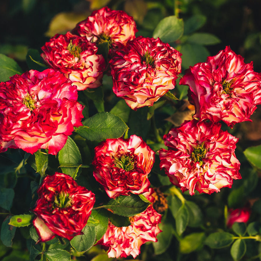 The Anatomy of a Rose: Understanding Your Plant for Better Gardening
