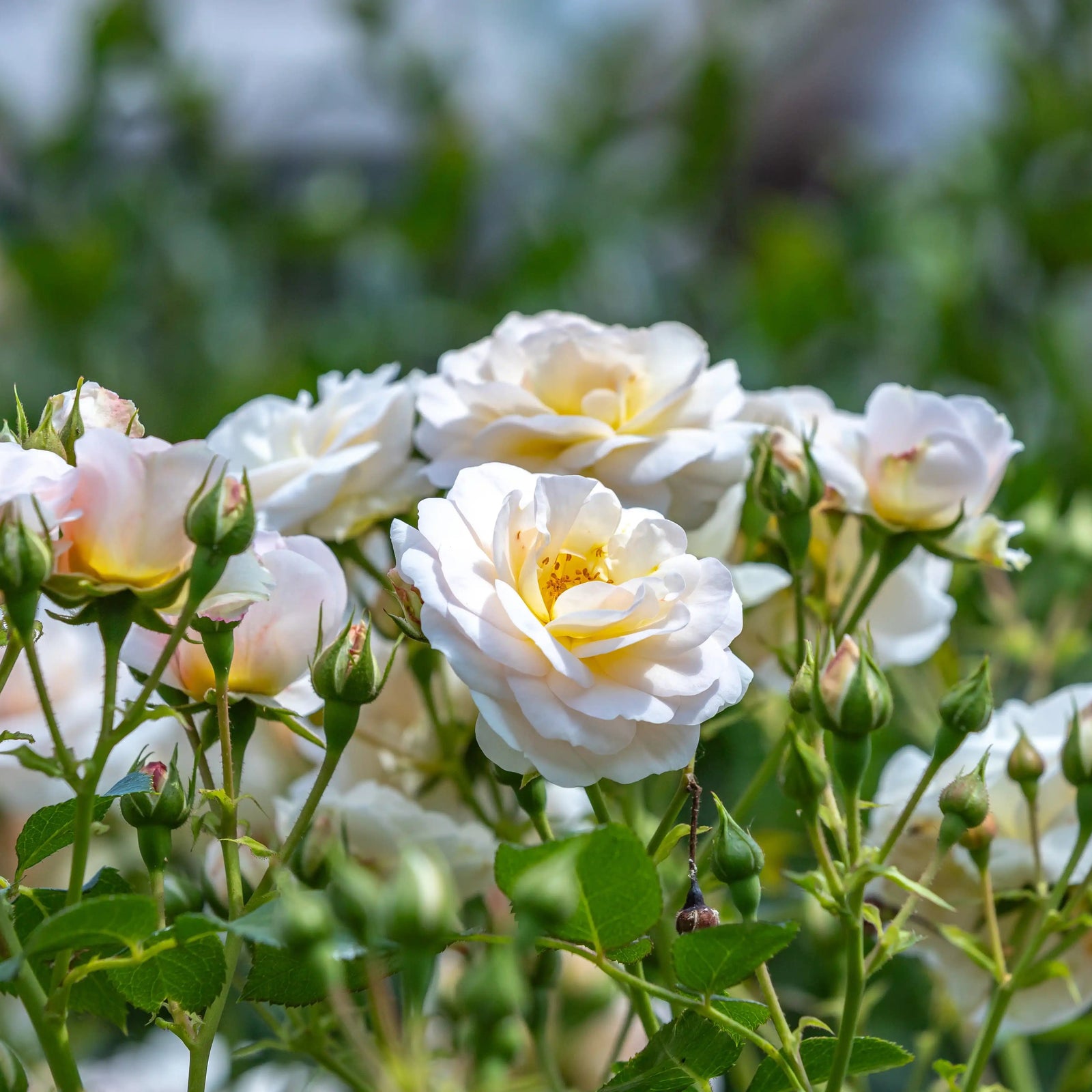 The 5 Best Disease-Resistant Roses Varieties to Keep Your Garden Healthy