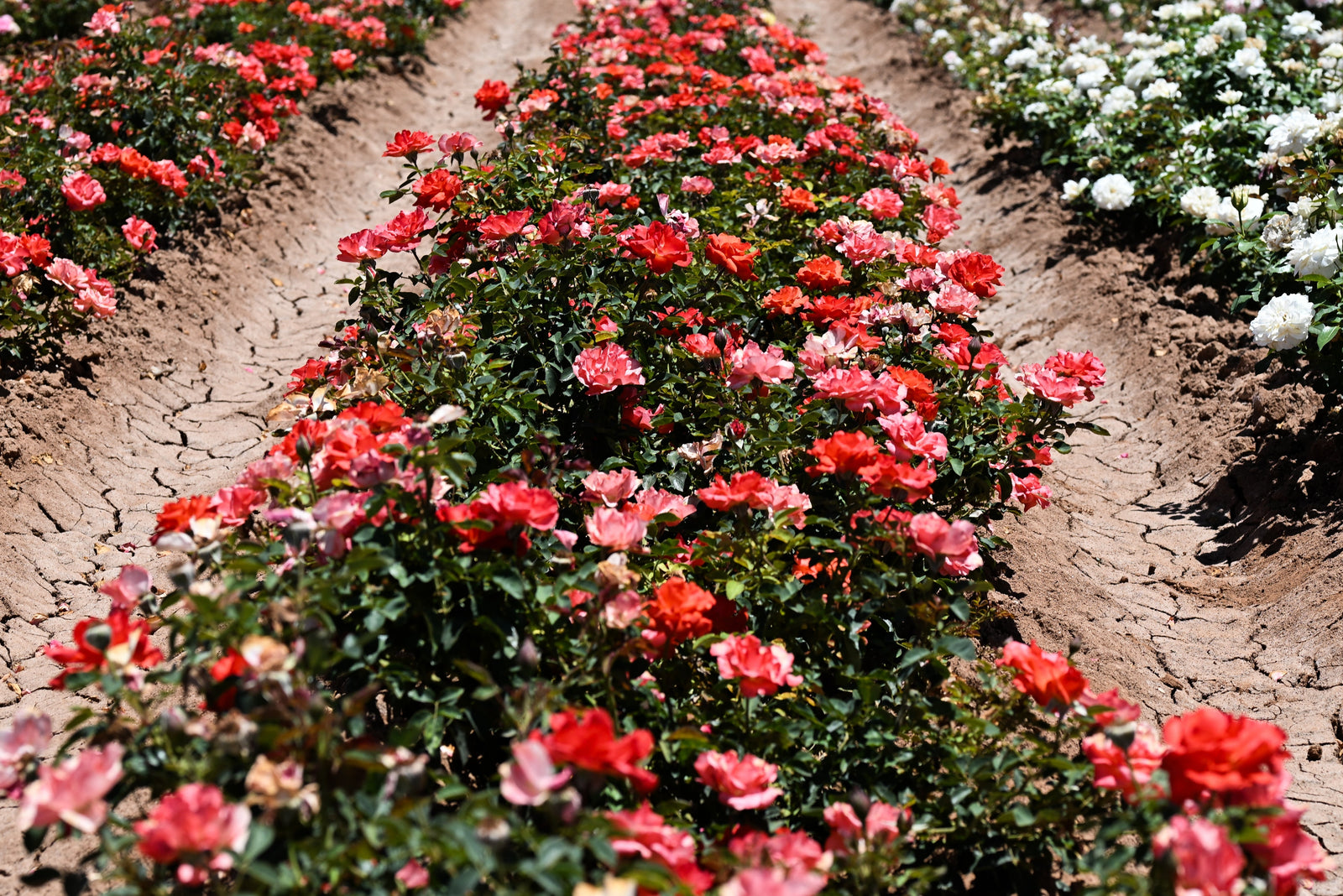 Earth Day: Eco-Friendly Gardening with Roses