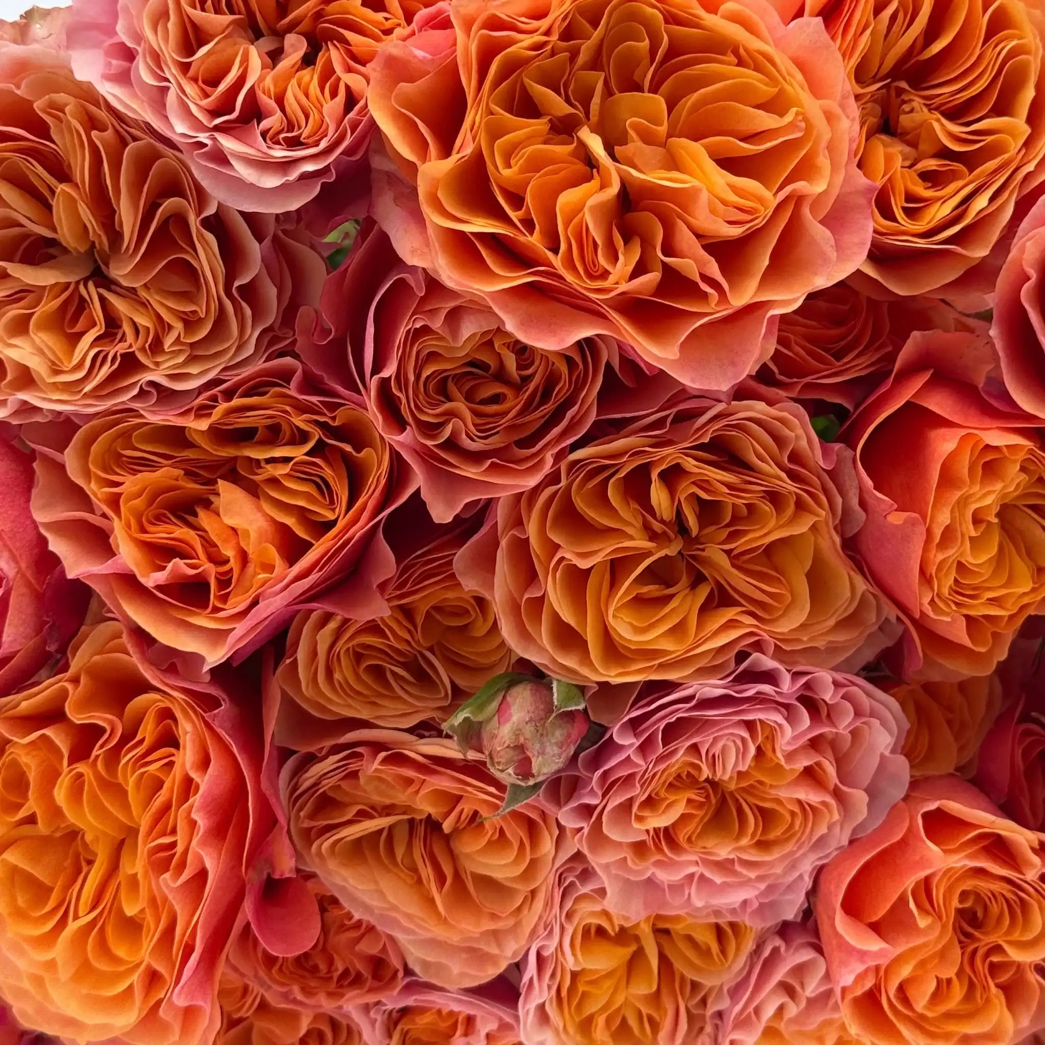How Many Types of Roses Are There? Simplifying the Rose Landscape