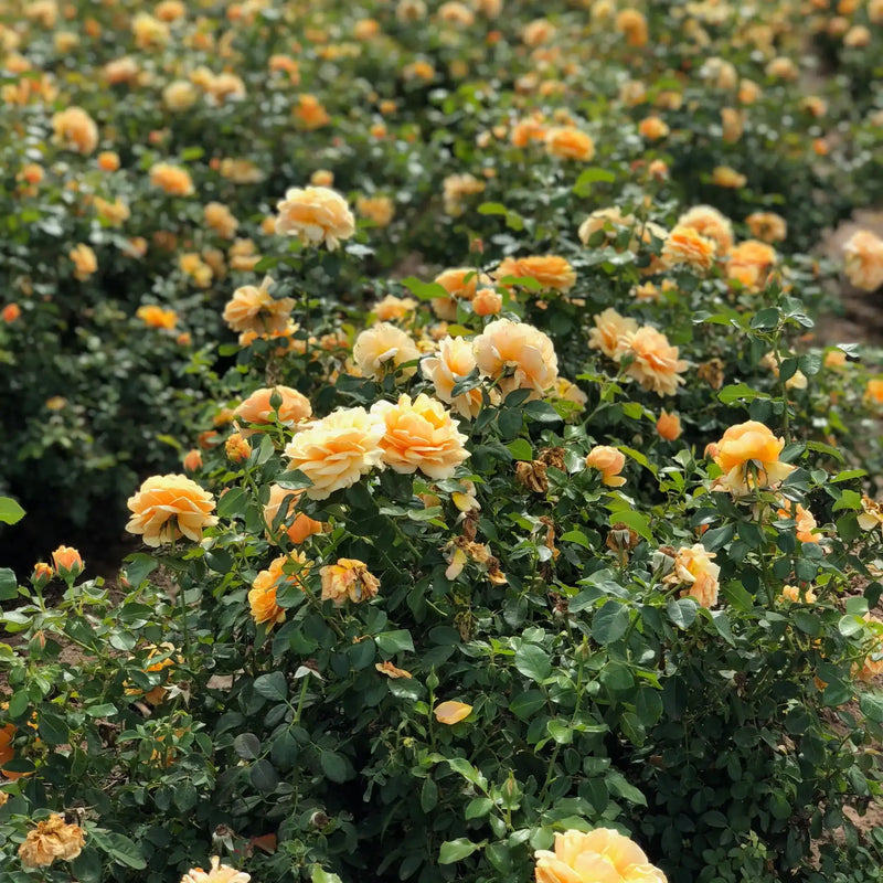 How to Care for Roses in the Summer: 7 Tips for Healthy Blooms