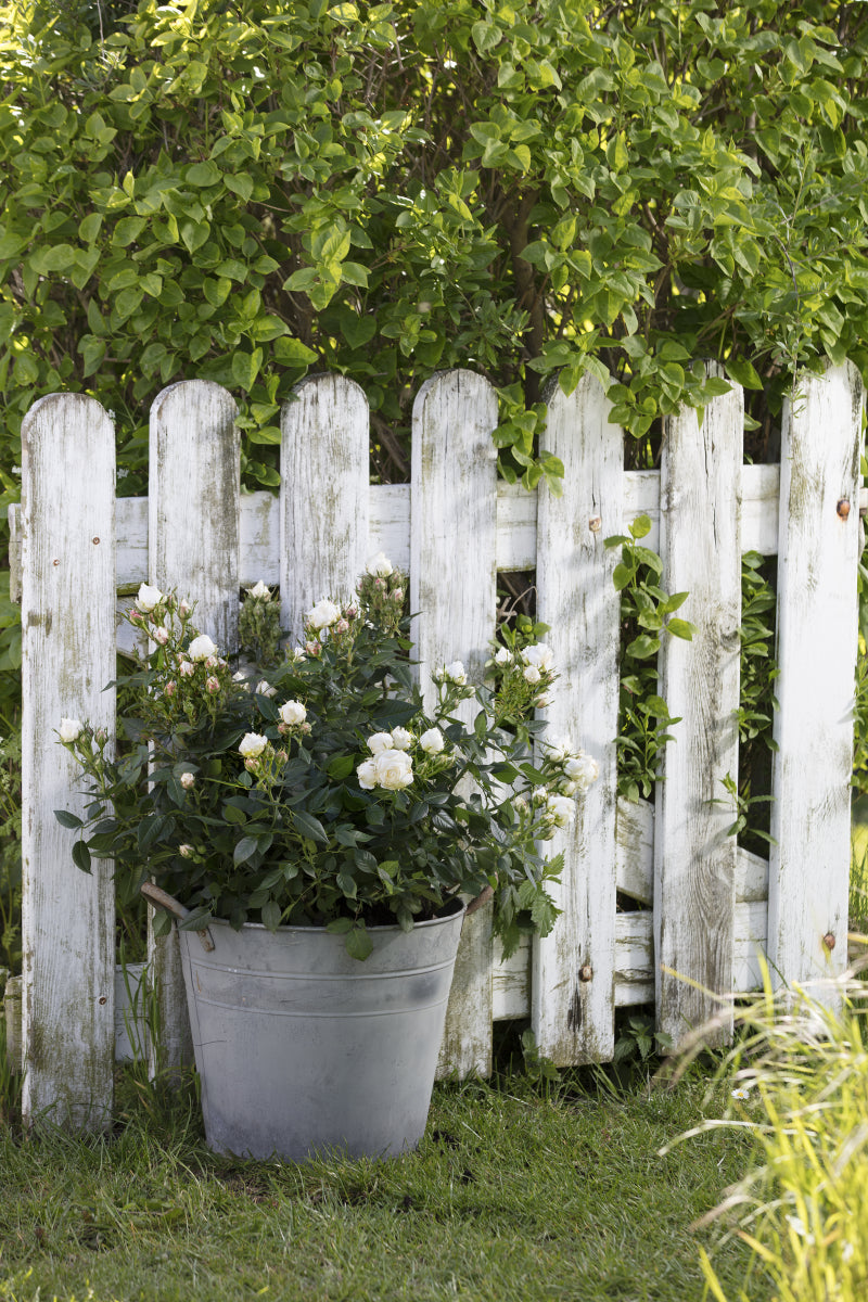 Growing Rose Bushes in Pots