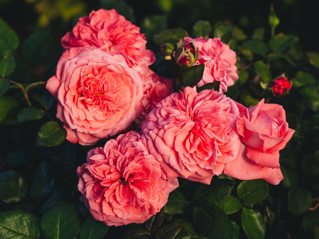 How to Grow Roses from Seed: A Step-by-Step Guide