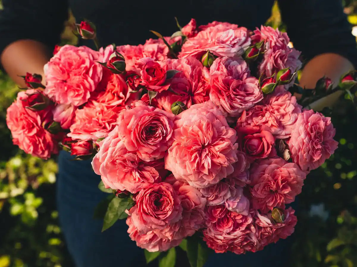 Rose Gardening at All Levels: Expert Tips for Healthy, Long-Lasting Blooms