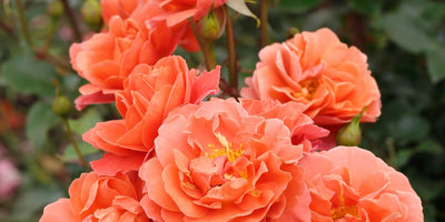 Rose Garden Design Ideas: How to Plan for Any Space