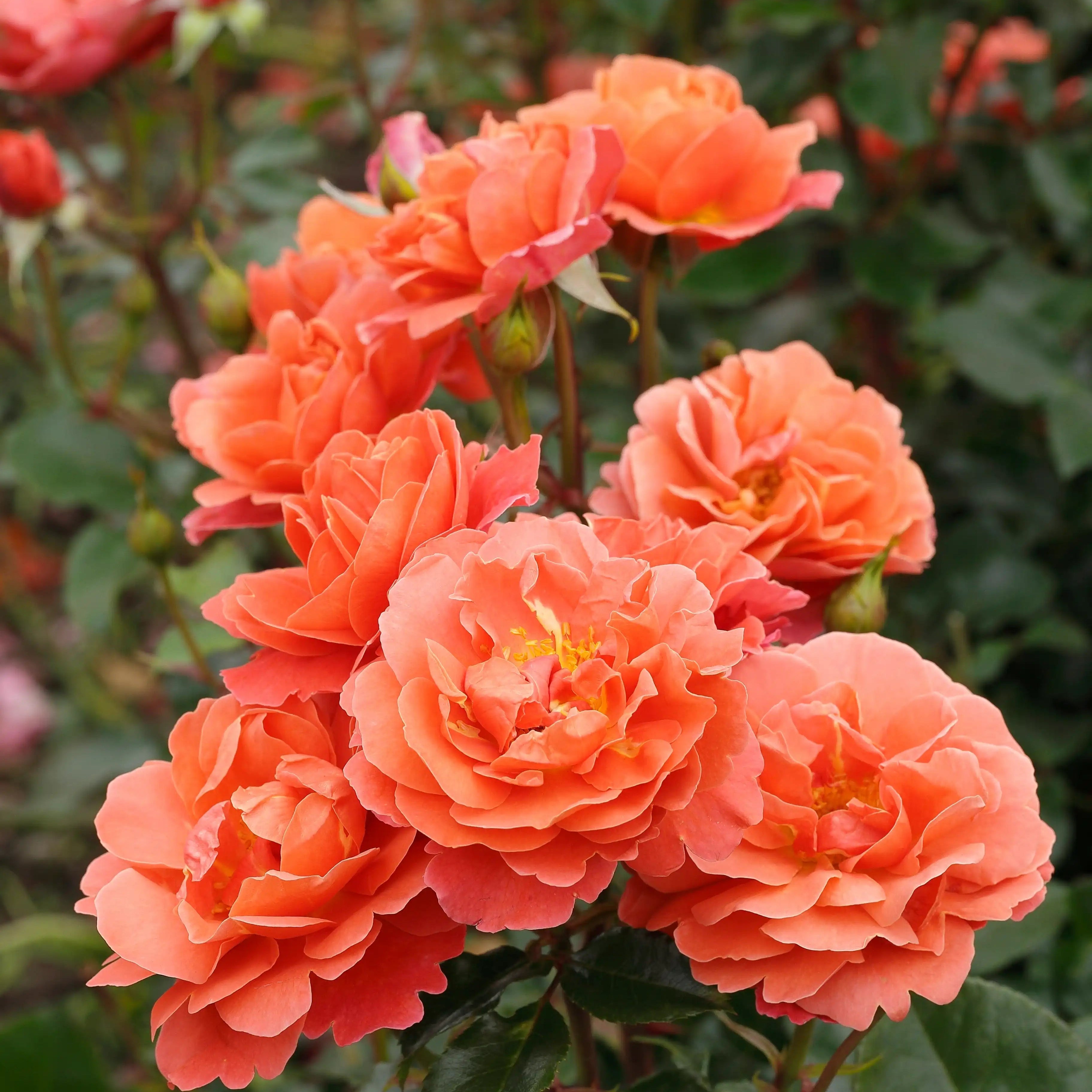 Rose Garden Design Ideas: How to Plan for Any Space