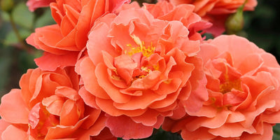 The Complete Guide to Shrub Roses: Types, Planting & Care