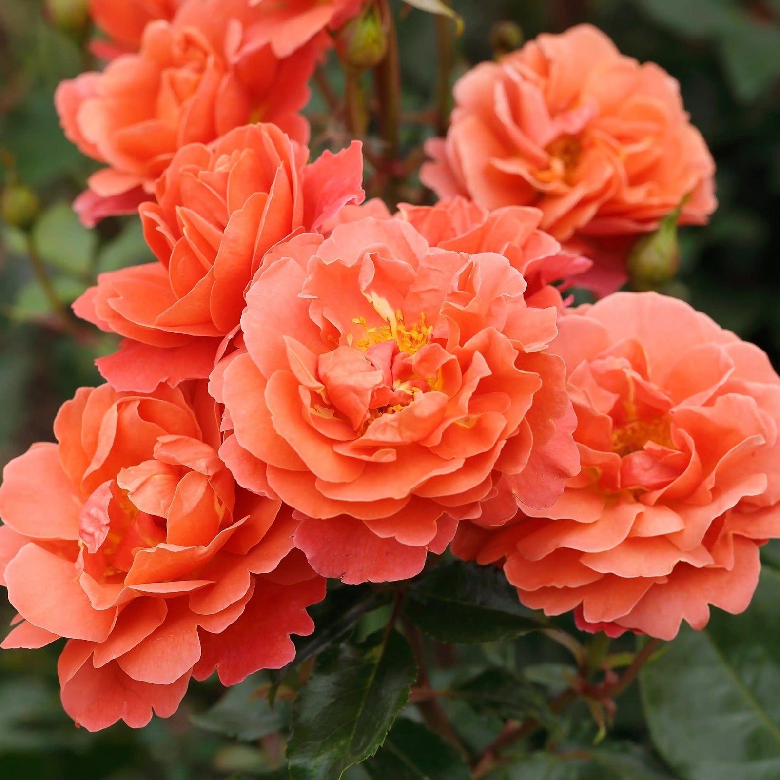 The Complete Guide to Shrub Roses: Types, Planting & Care