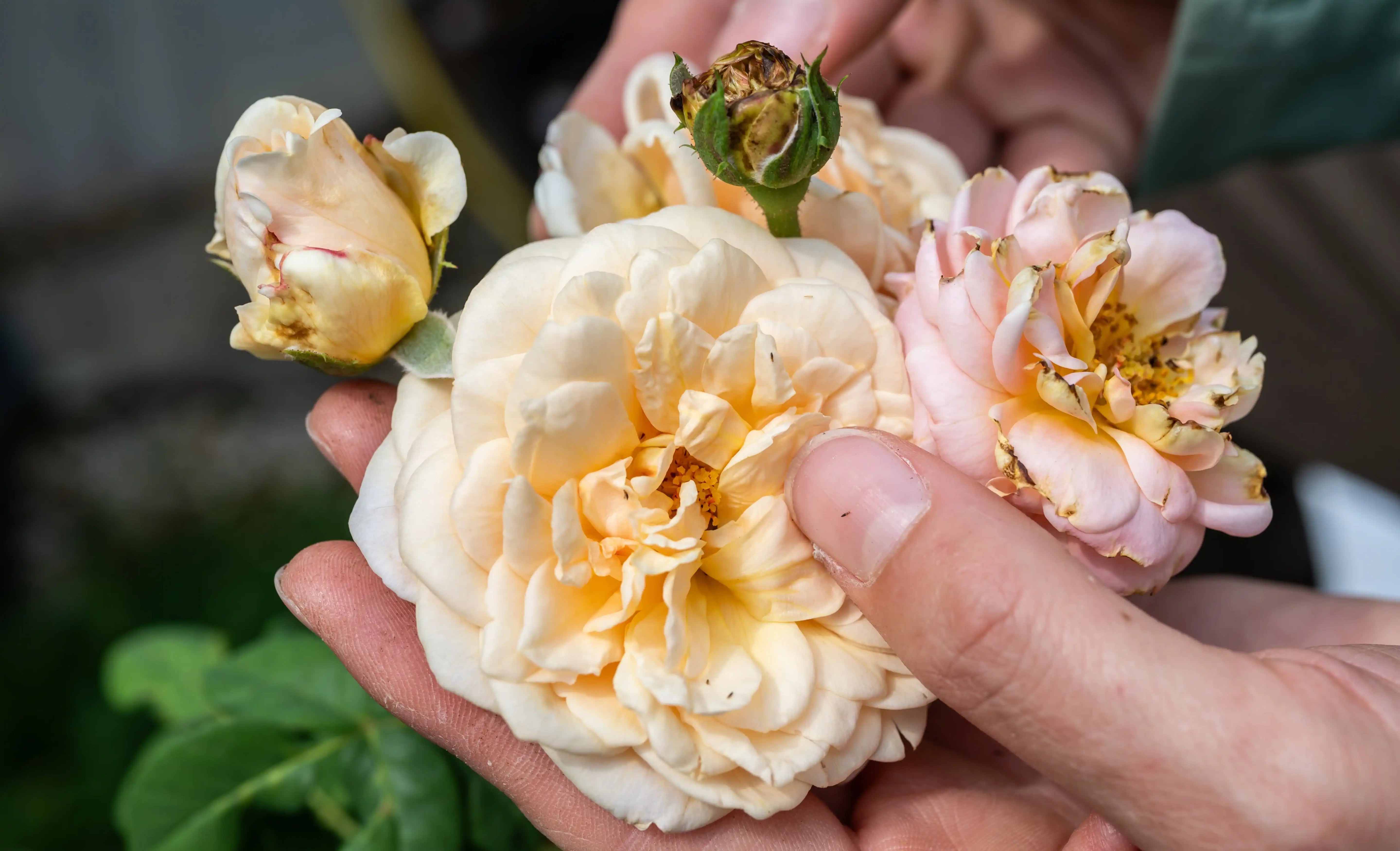 What Kinds of Pesticides to Use for Roses