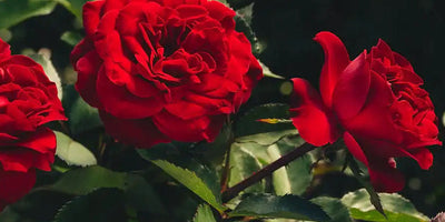 Backyard Rose Garden Design Ideas for Every Style & Space
