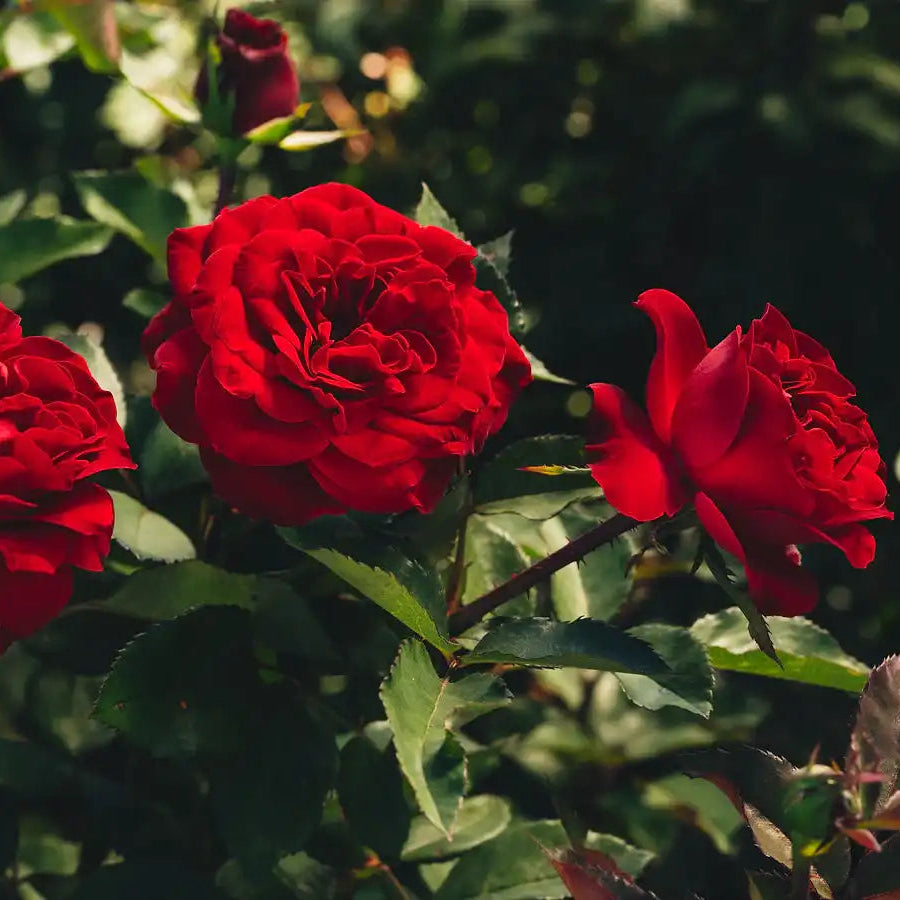 Backyard Rose Garden Design Ideas for Every Style & Space