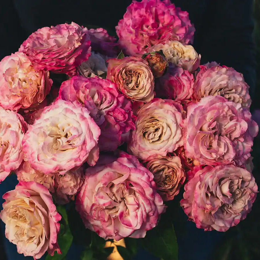 A Guide to Growing Hybrid Tea Roses for Vibrant, Continuous Blooms