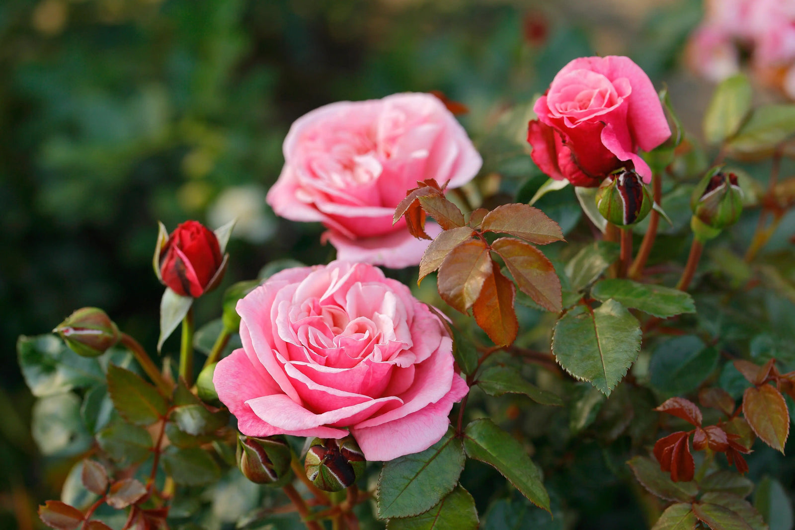 Choosing Roses by Fragrance