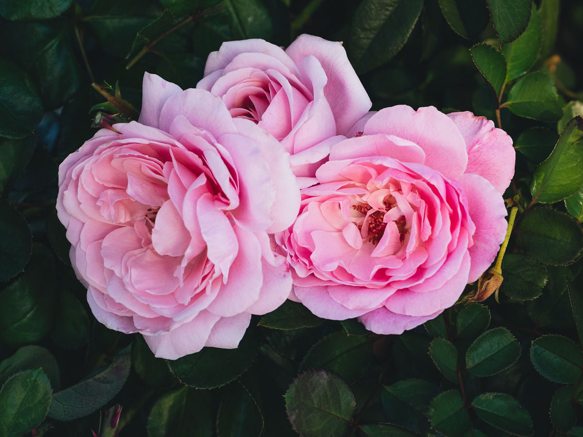 Low-Maintenance Rose Varieties: The Best Easy-Care Roses for Any Garden