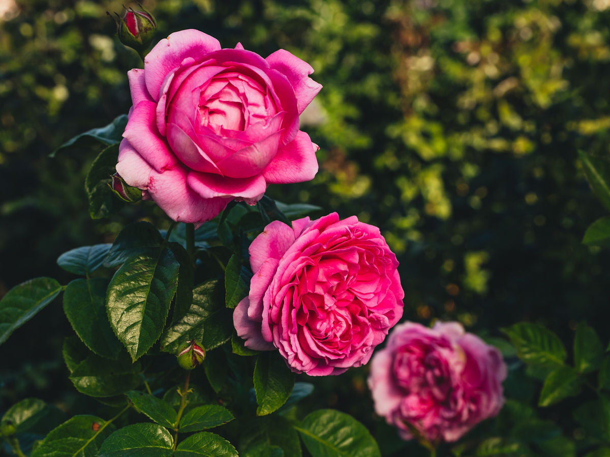 Growing Rose Bushes in Hardiness Zones 10–13: A Guide to Blooms that Beat the Heat