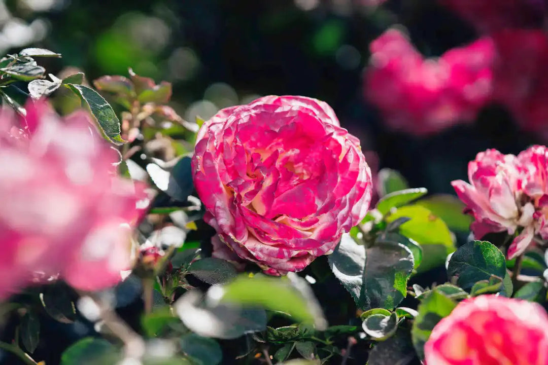 The Science Behind Rose Scents & Fragrances