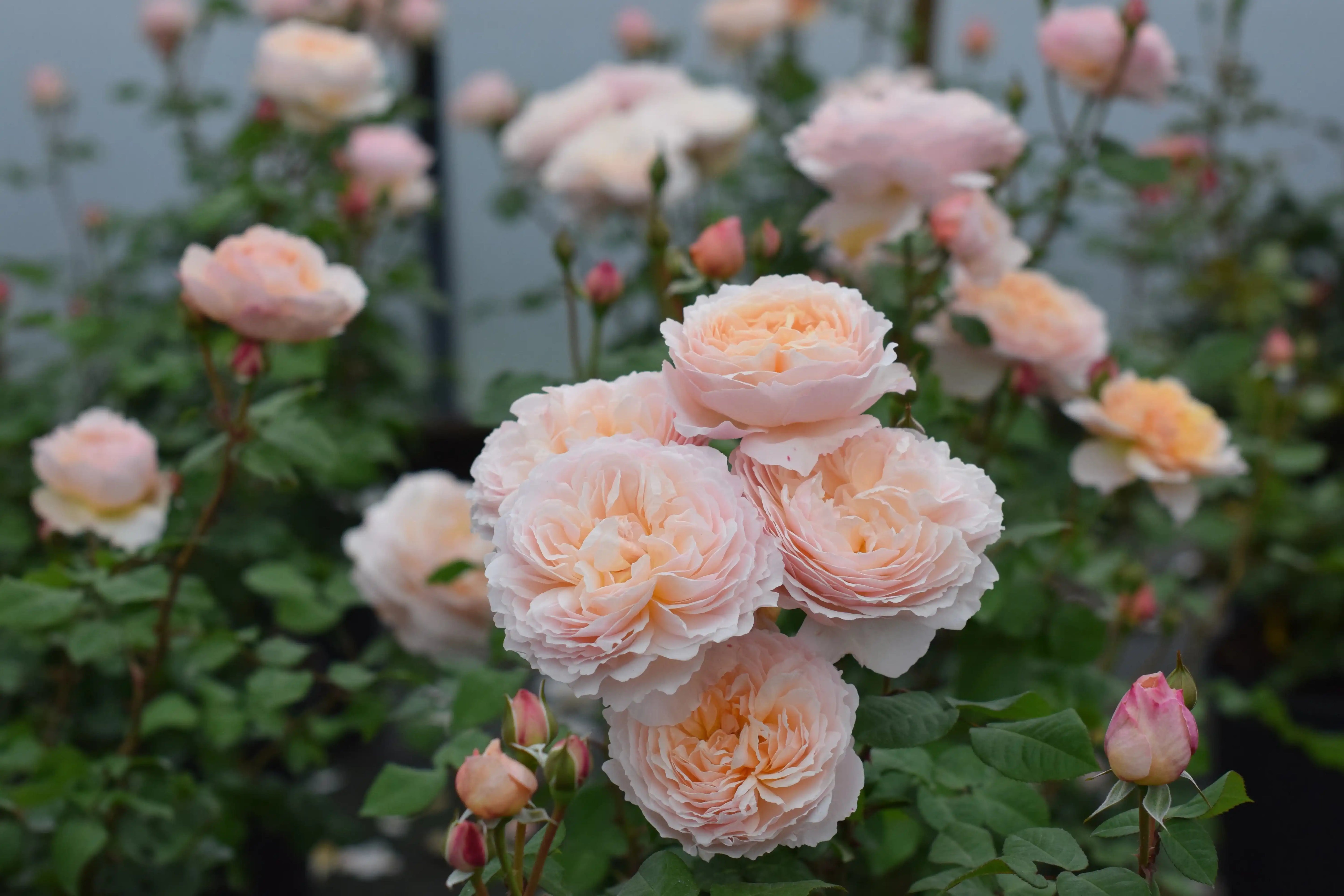 Growing Rose Bushes: A Beginner’s Guide