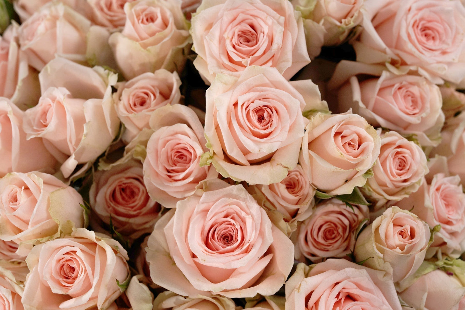 How to Care for Your Rose Bouquet: Tips for Longer-Lasting Blooms