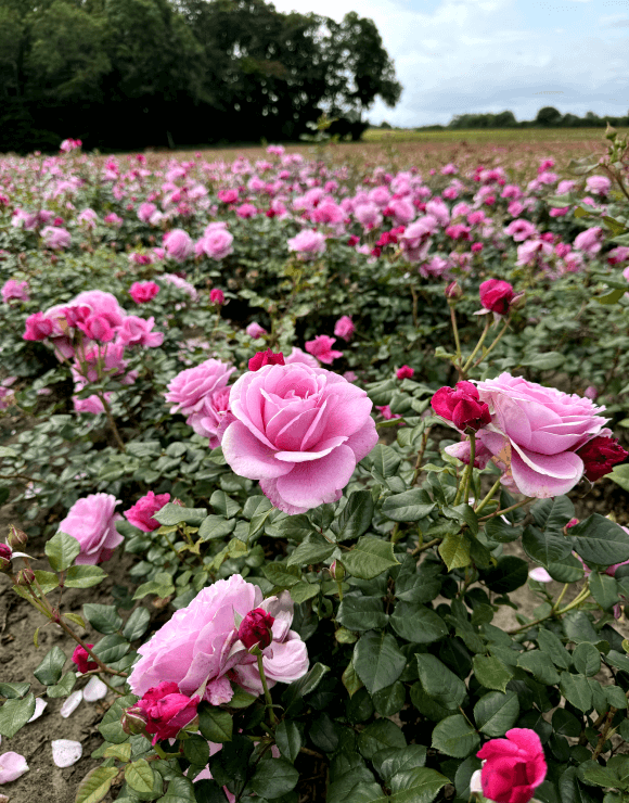 How to Maintain a Healthy Rose Garden All Season Long