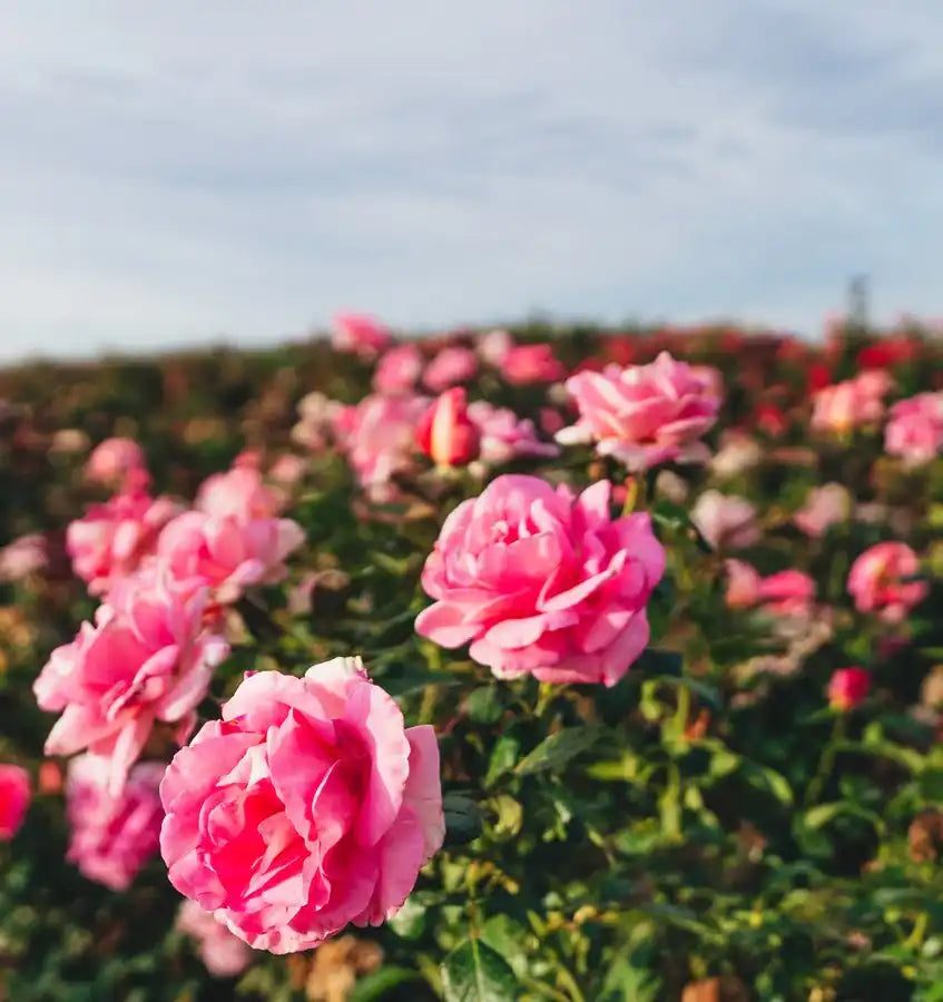 Hardiness Zone 3 Rose Bush Collection | April & Ashley
