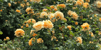 Black Spot on Roses: How to Identify, Treat, and Prevent It