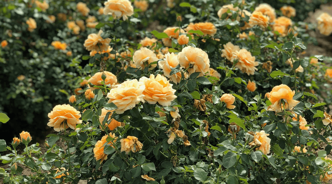 Black Spot on Roses: How to Identify, Treat, and Prevent It