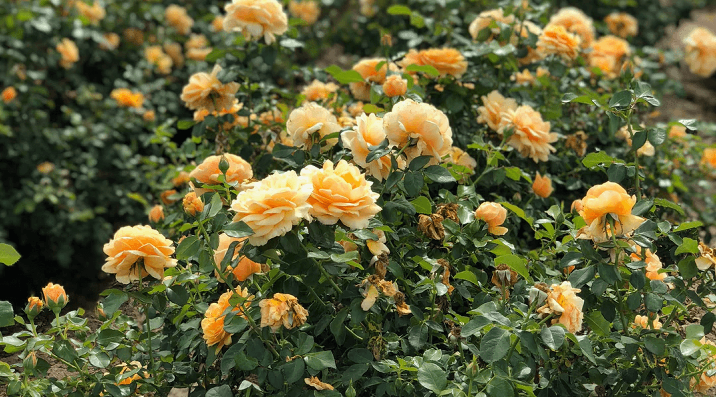 Black Spot on Roses: How to Identify, Treat, and Prevent It