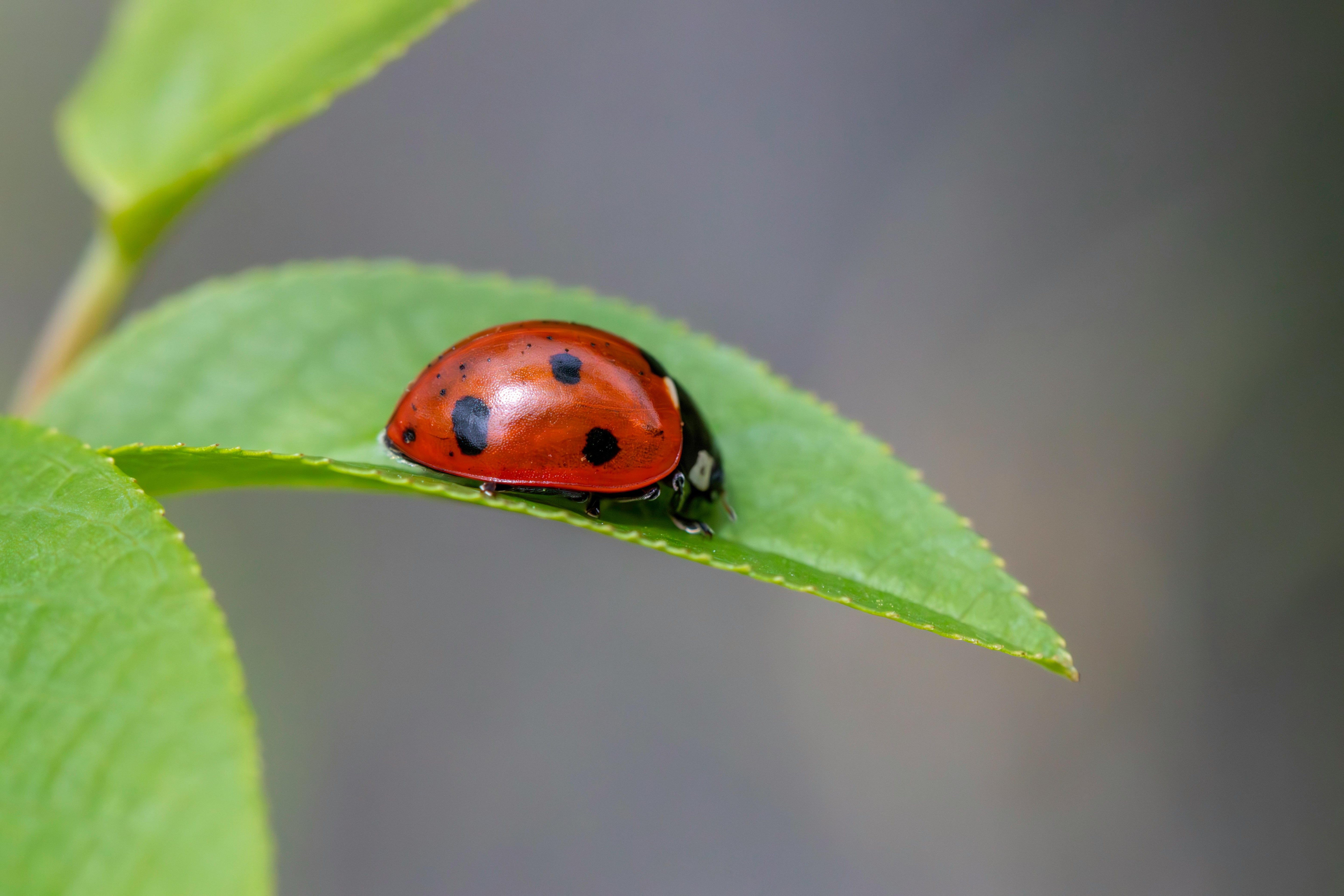 a small ladybug sits on a leaf