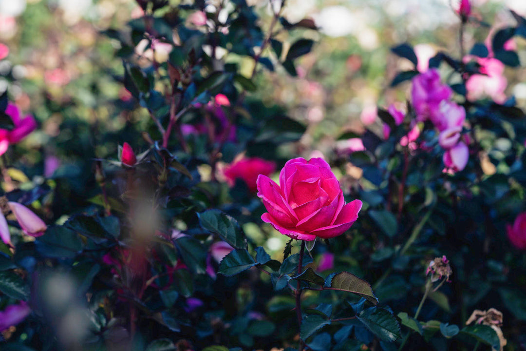 Growing Rose Bushes in Hardiness Zones 1–3: The Ultimate Cold-Climate Survival Guide