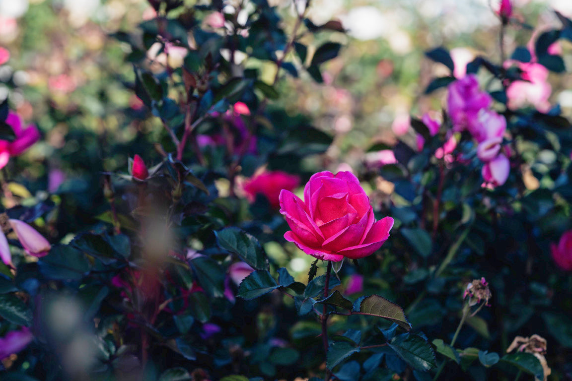 Growing Rose Bushes in Hardiness Zones 1–3: The Ultimate Cold-Climate Survival Guide