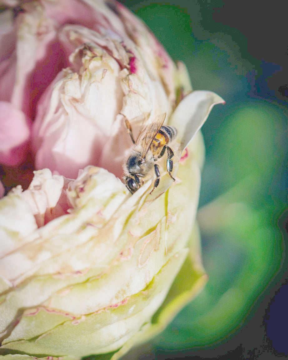 5 Common Rose Plant Diseases  – And How to Treat Them | April & Ashley
