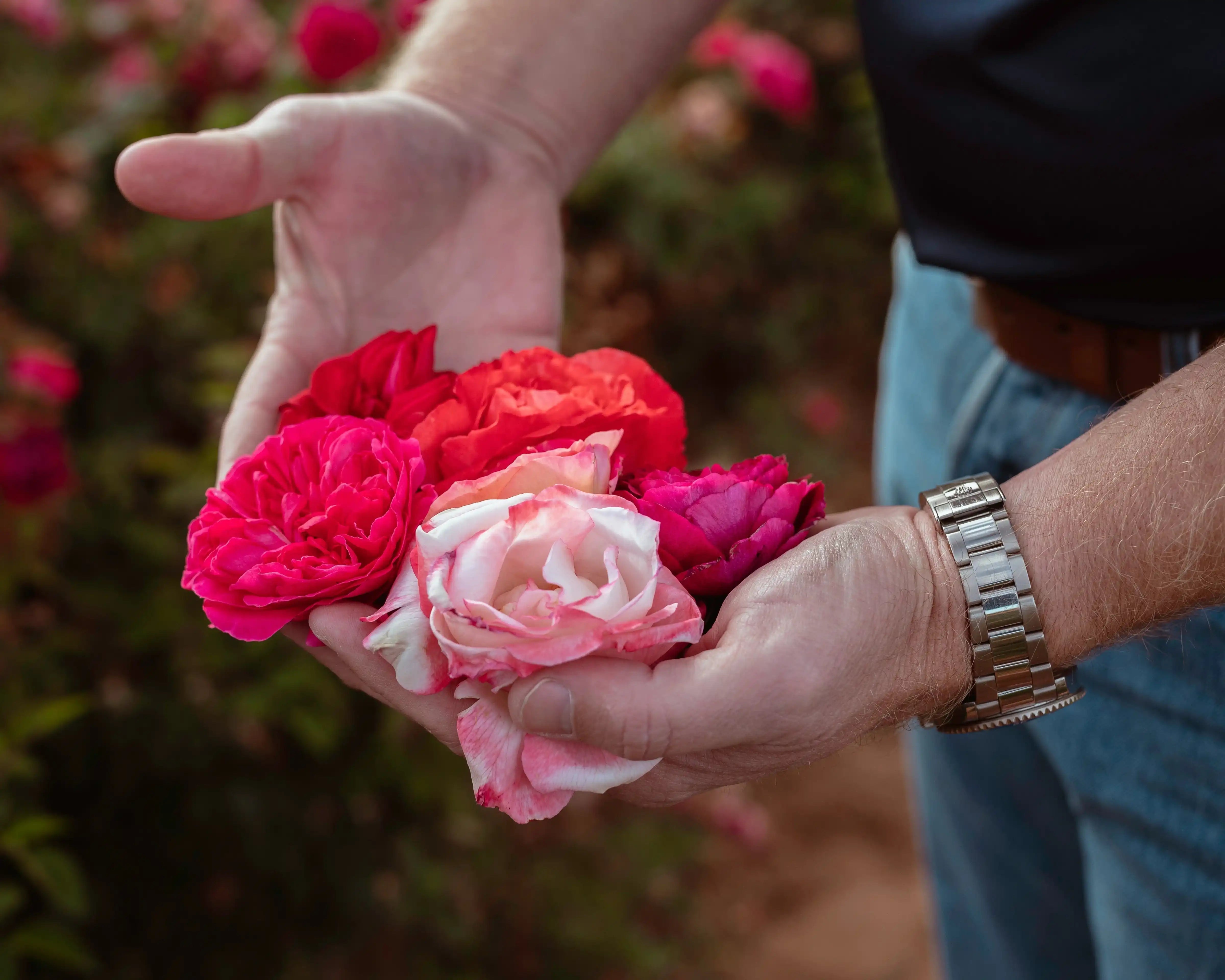 Hardiness Zones for Growing Roses | April & Ashley