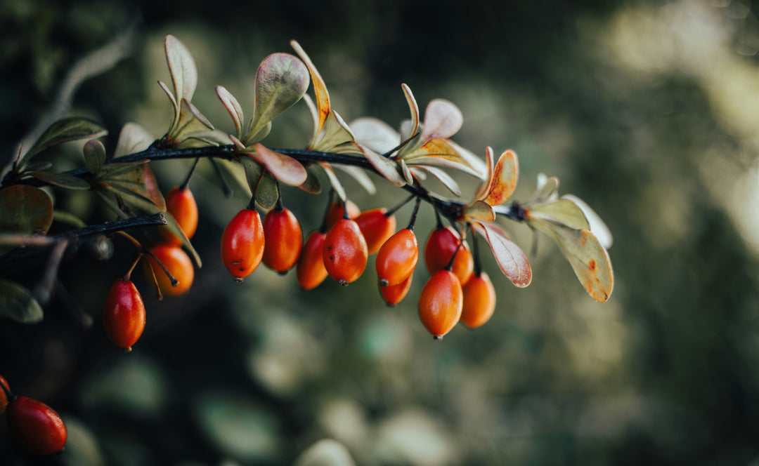 rose hips hanging from a small branch