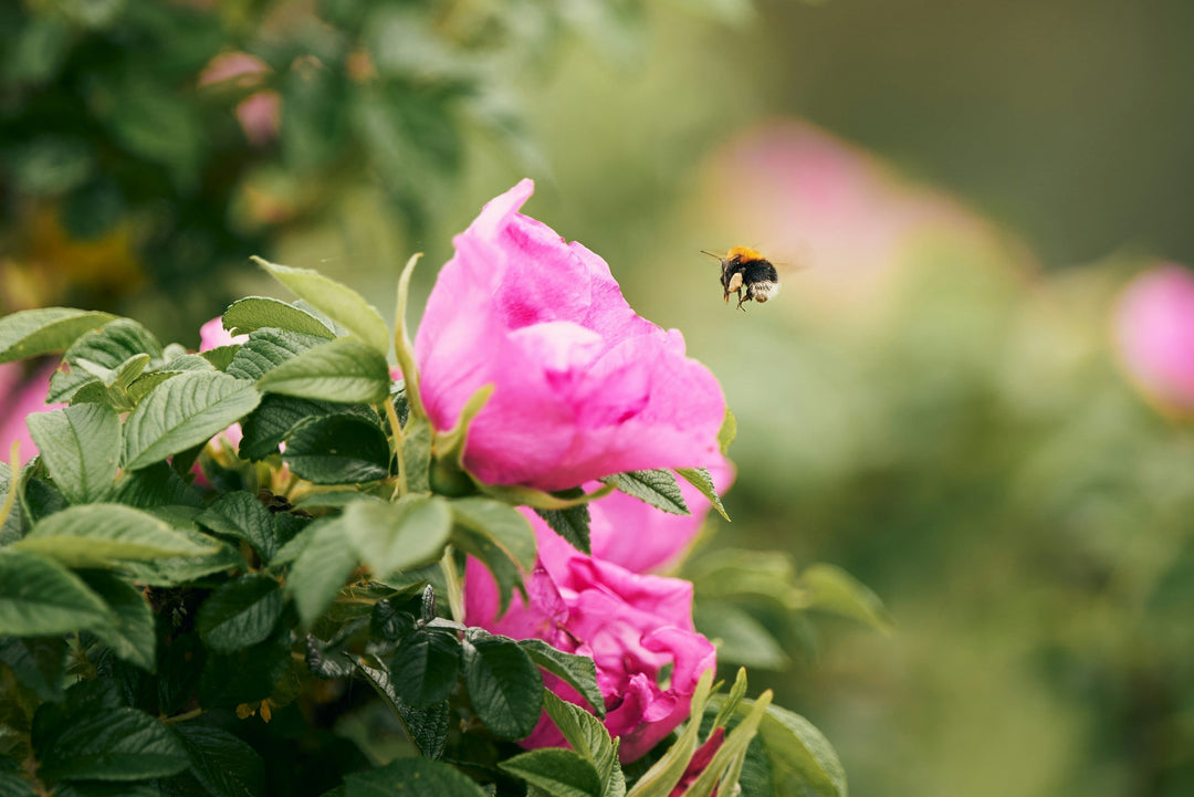 a bee approaches a blooming rose bush