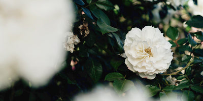 Floribunda Roses: A Guide to Everything You Need to Know