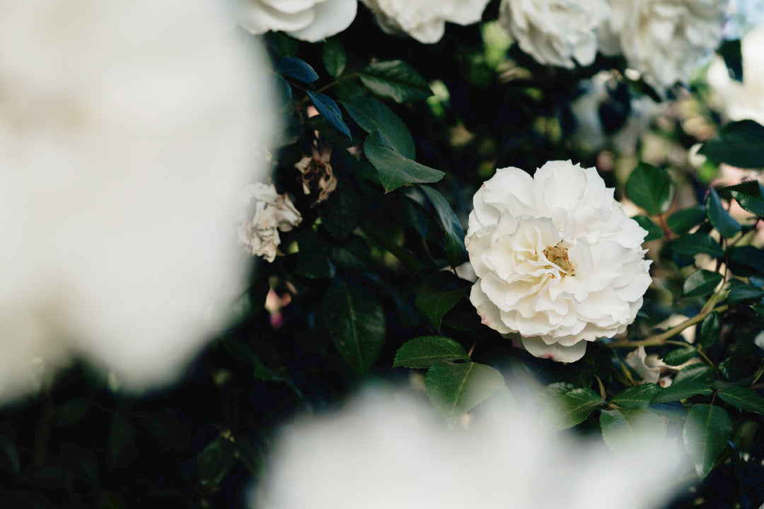 Floribunda Roses: A Guide to Everything You Need to Know