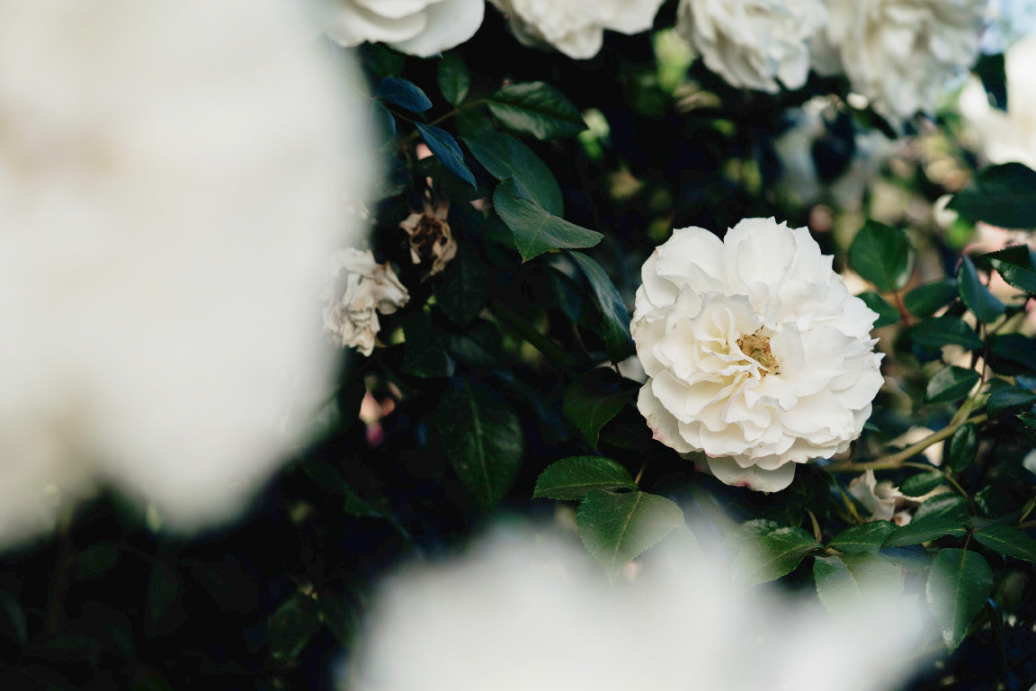Floribunda Roses: A Guide to Everything You Need to Know