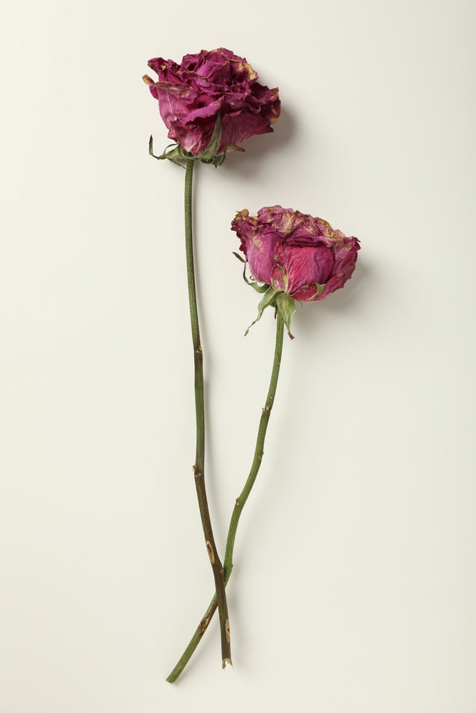 How to Preserve Roses for Keepsake
