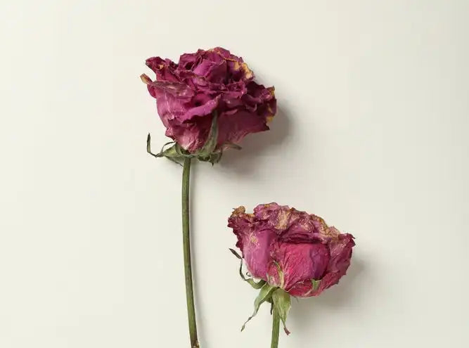 4 Keeps Roses How to Preserve Roses for Keepsake: 5 Ways – April & Ashley