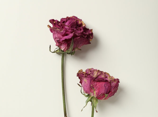 How to Preserve Roses for Keepsake: 5 Ways