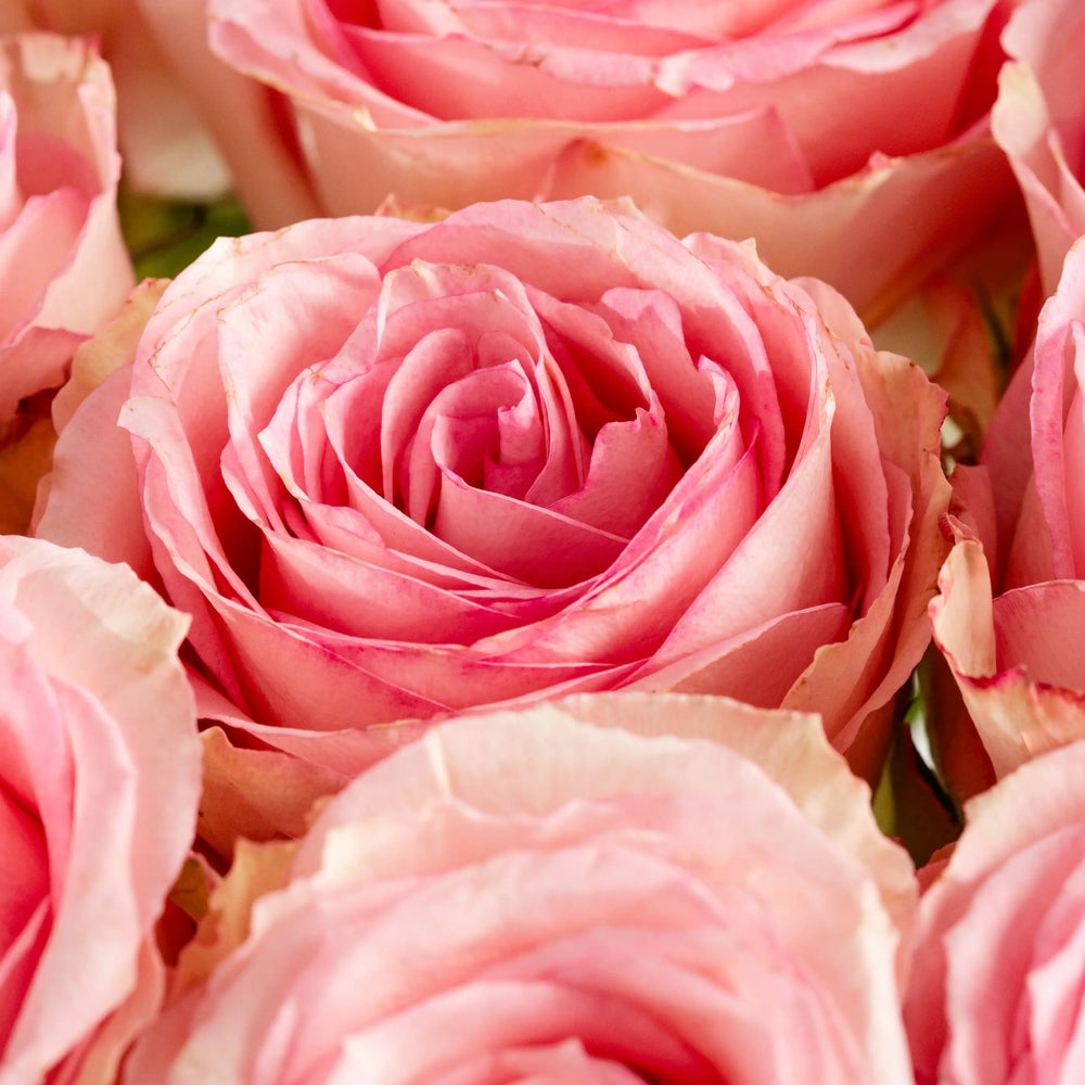 Close-up of pink roses with a soft focus background