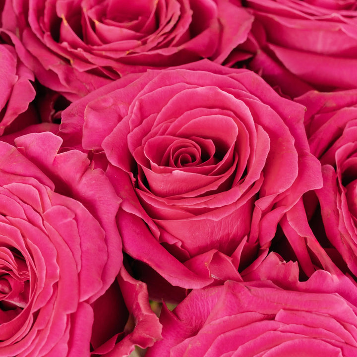 Close-up of pink roses with a soft focus