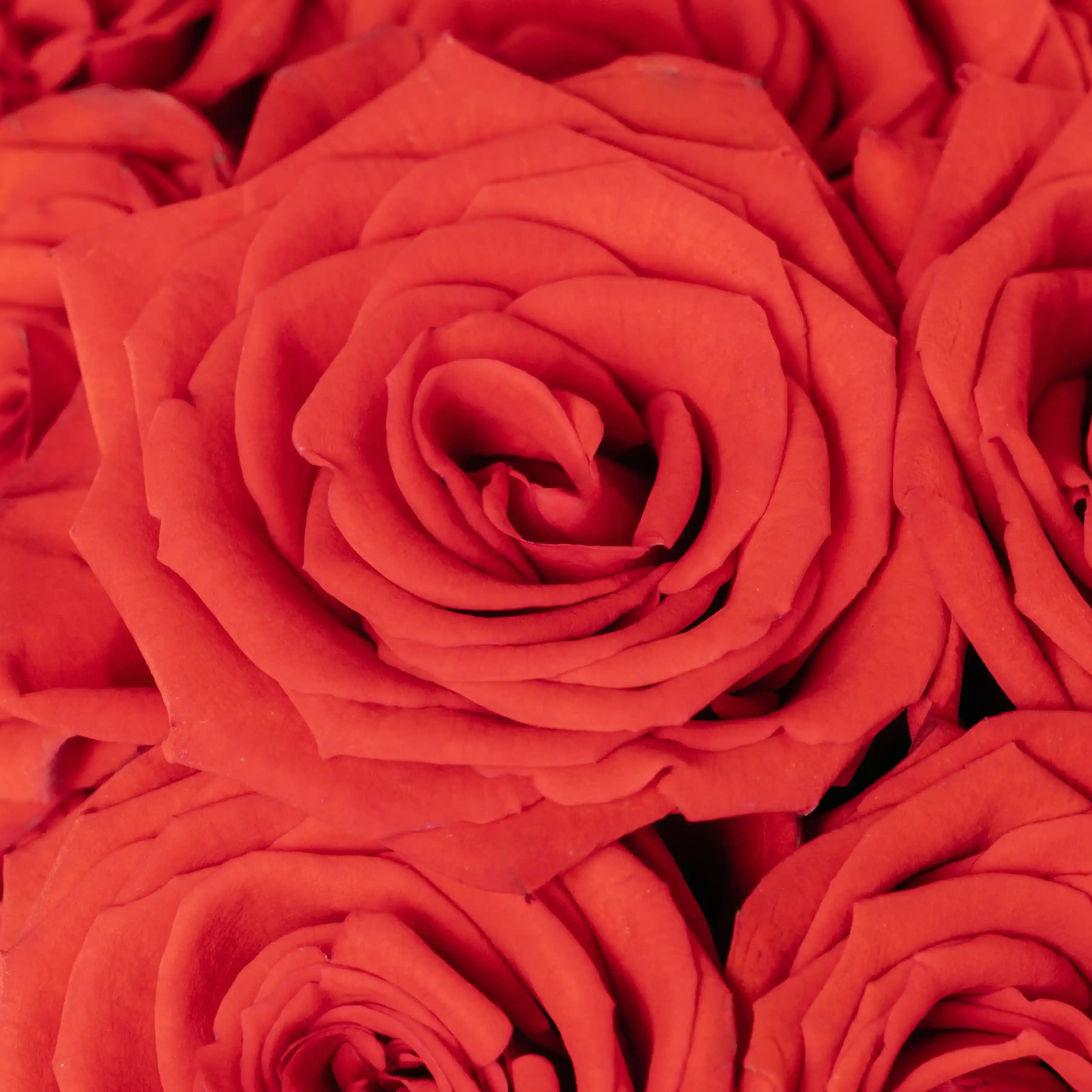 Nina™ Timeless Red-Orange Rose | April & Ashley