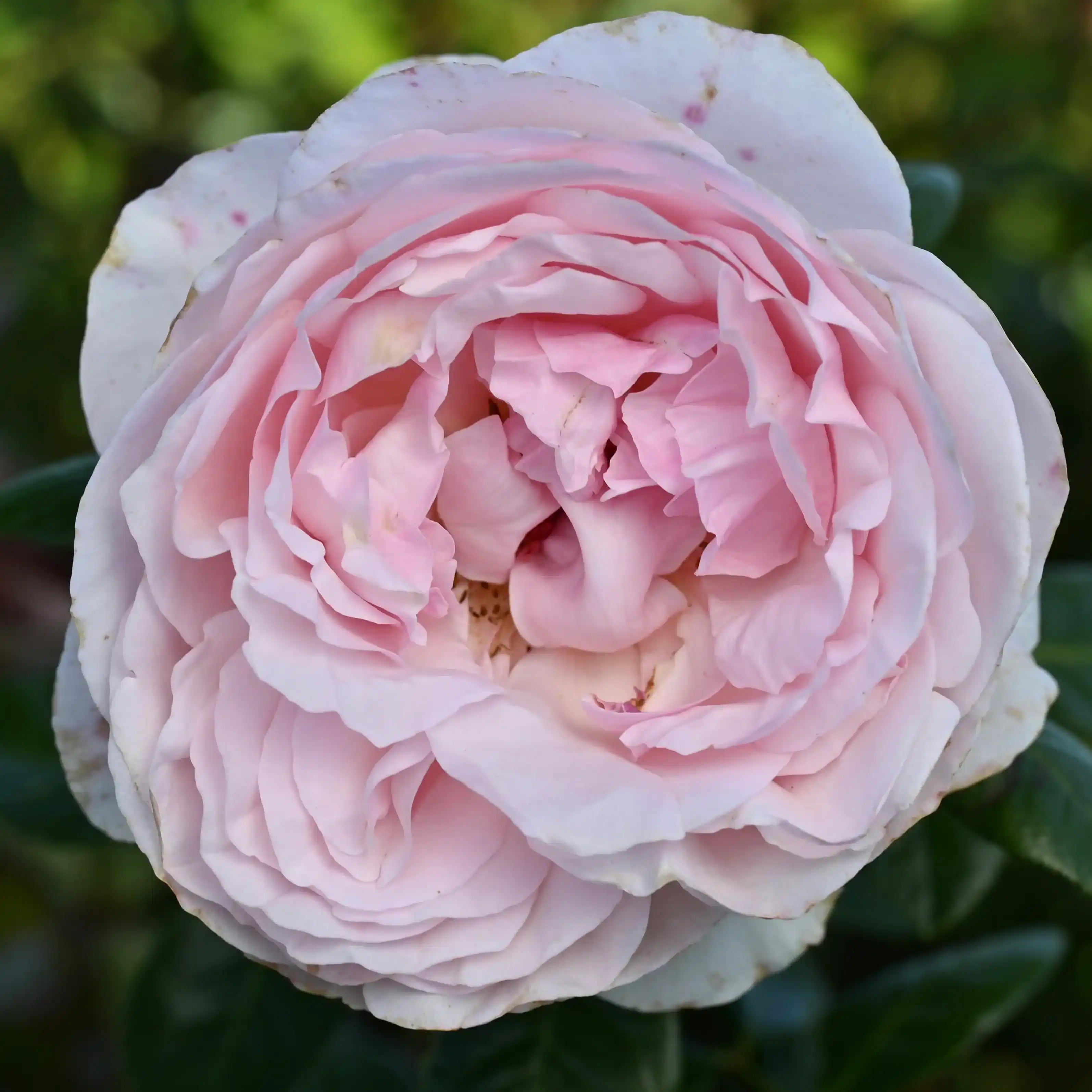 roseページ Jardin Couture™ – April & Ashley